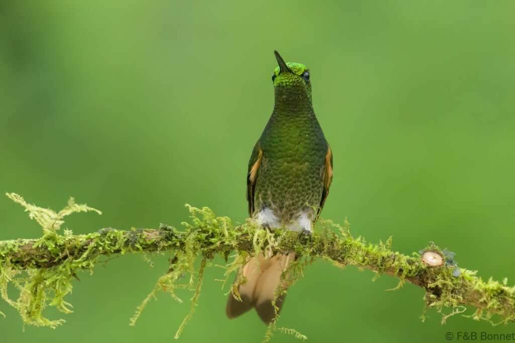 Colibrí colihabano - Ecuador - Mindo - 2023