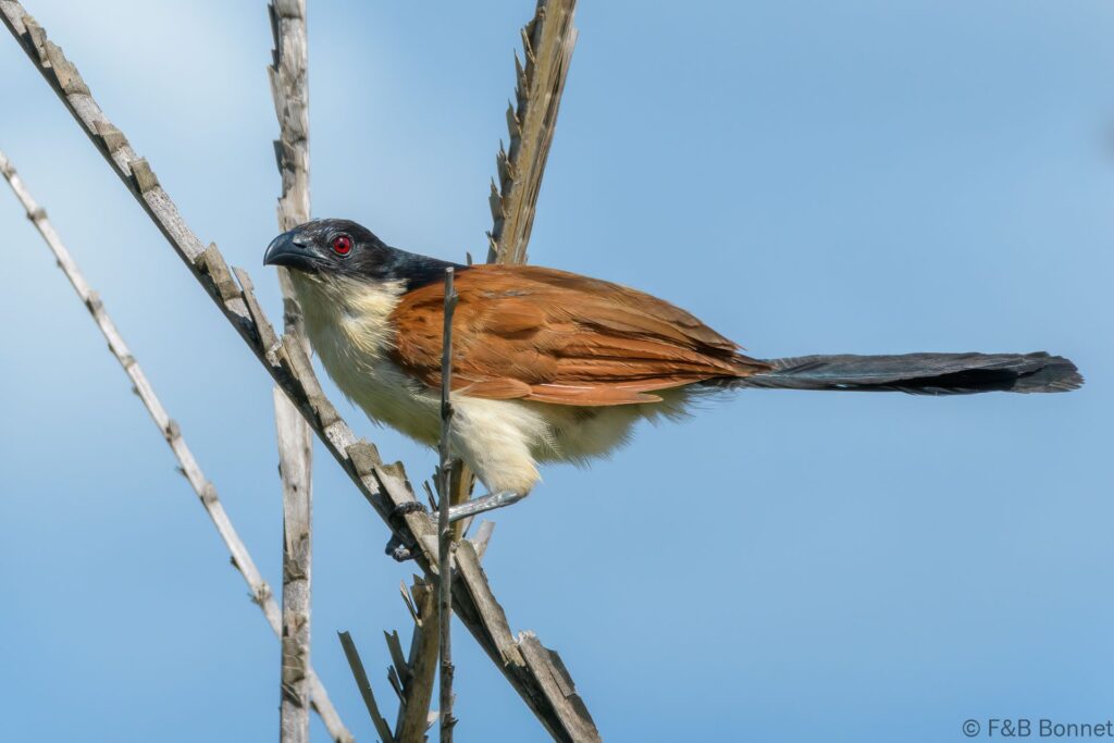 Burchell's Coucal - South Africa - iSimangaliso- 2022