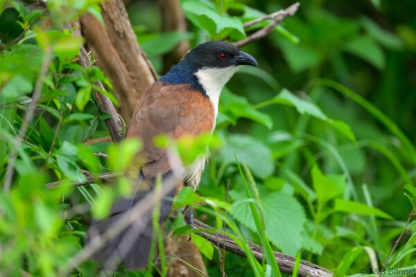 Burchell's Coucal - South Africa - Kruger NP - 2025