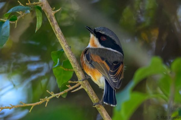 Cape Batis ♀ - Zimbabwe - Vumba - 2026