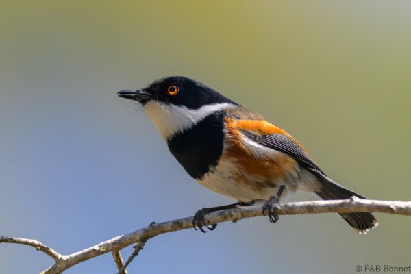Cape Batis ♂ - Zimbabwe - Vumba - 2026