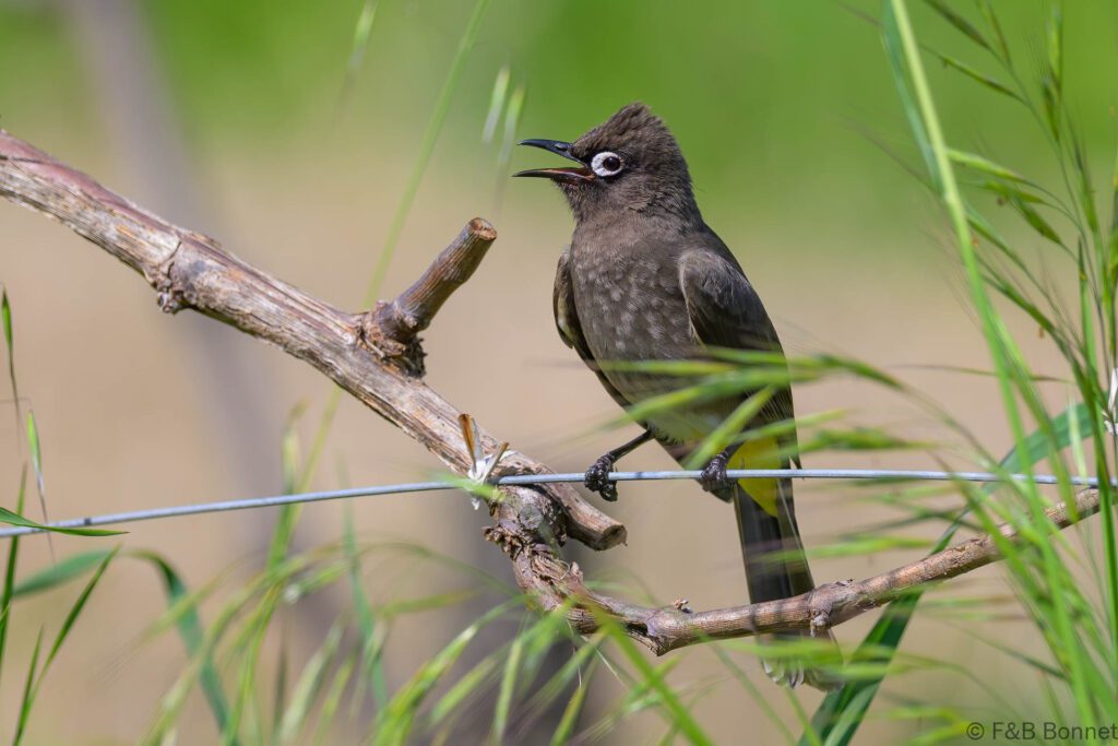 Cape Bulbul - South Africa - Cape Town - 2025