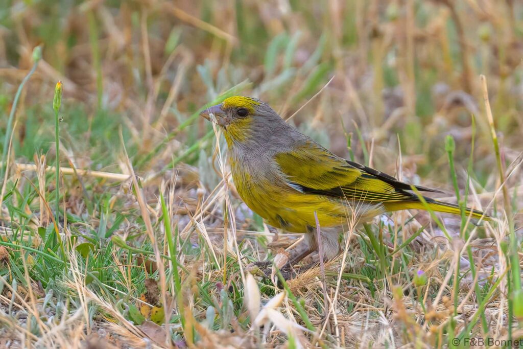 Cape Canary - South Africa - Ceres - 2024