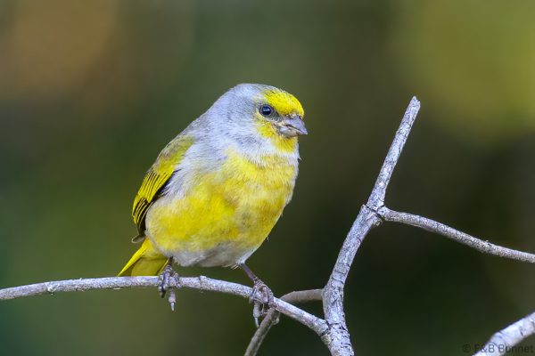 Cape Canary - Zimbabwe - Vumba - 2026