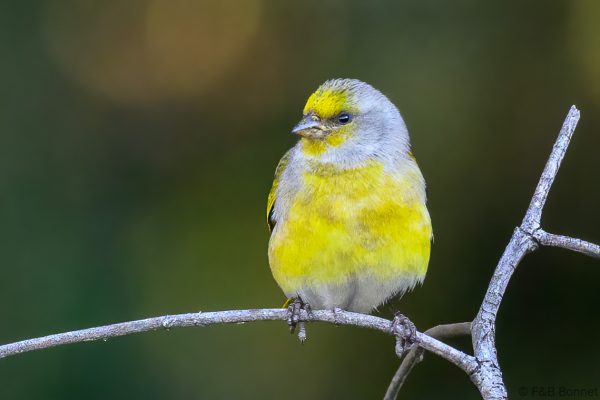 Cape Canary - Zimbabwe - Vumba - 2026