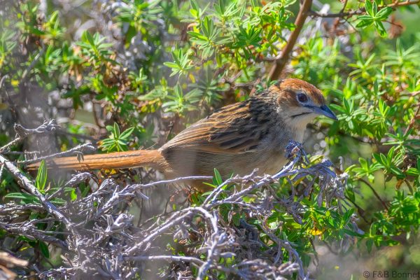 Cape Grassbird - Zimbabwe - Troutbeck - 2026
