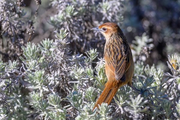 Cape Grassbird - Zimbabwe - Troutbeck - 2026