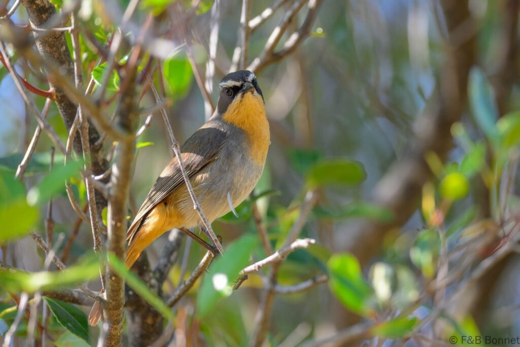 Cape Robin-Chat - South Africa - Cape Town - 2024