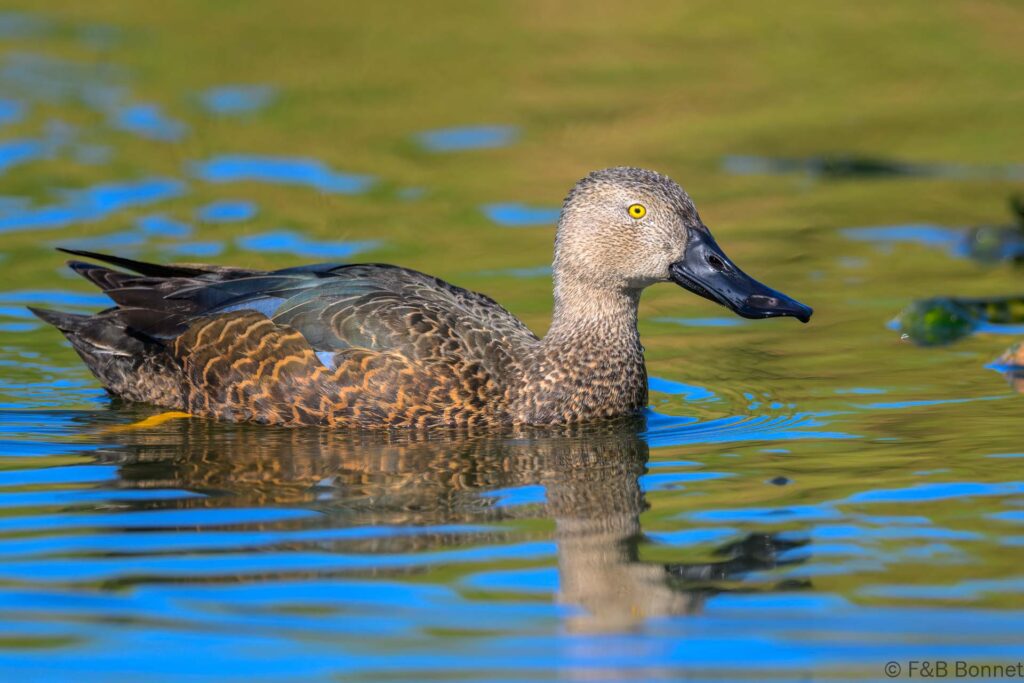 Cape Shoveler ♂ - South Africa - Cape Town - 2024