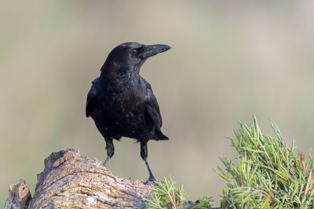 Corneja negra - España - Castilla La Mancha - 2024