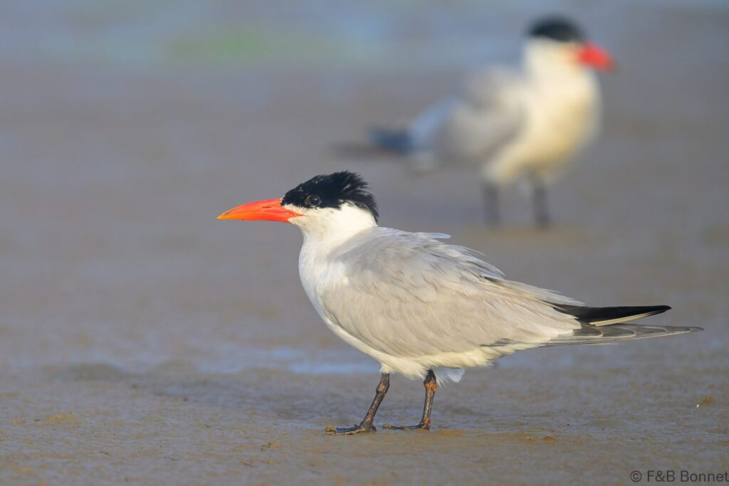 Caspian Tern - South Africa - Velddrif - 2024