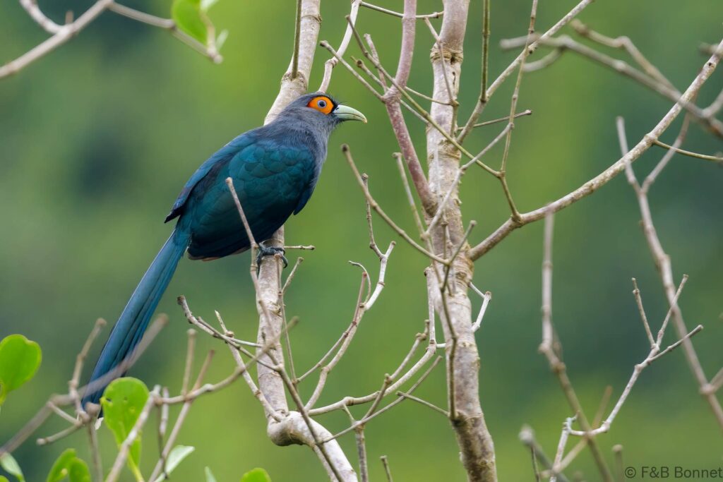 Chestnut-bellied Malkoha - Thailand - Krabi 2023