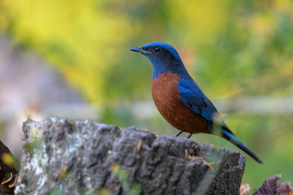 Chestnut-bellied Rock Thrush ♂ - China - Yunnan - 2025