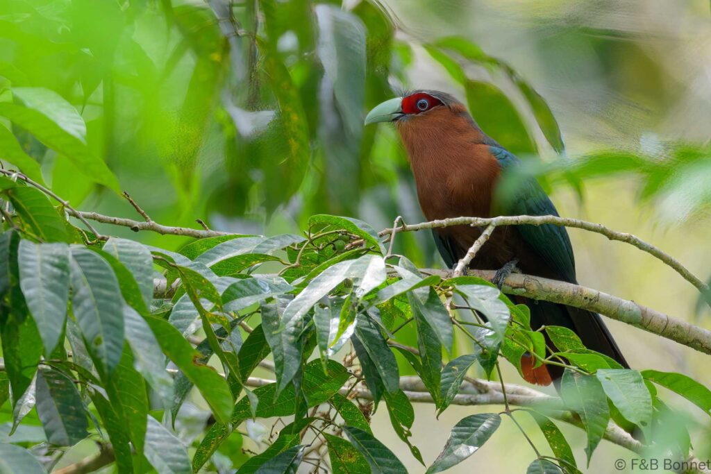 Chestnut breasted malkoha philippines 2