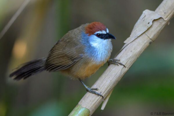 Chestnut-capped Babbler - Thailand - Chiang Rai 2026