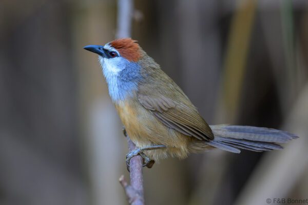 Chestnut-capped Babbler - Thailand - Chiang Rai 2026