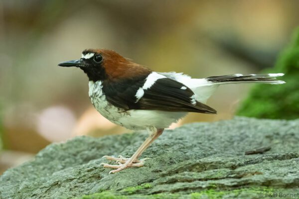 Chestnut-naped Forktail - Thailand - Krung Ching - 2026