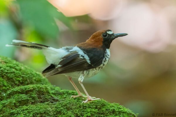 Chestnut-naped Forktail - Thailand - Krung Ching - 2026