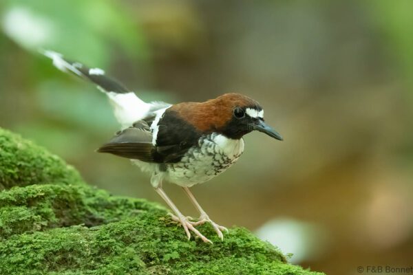 Chestnut-naped Forktail - Thailand - Krung Ching - 2026