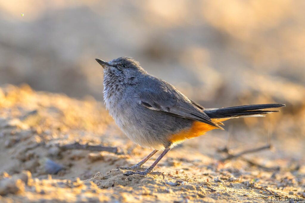 Chestnut-vented Warbler - South Africa - Kgalagadi NP - 2024