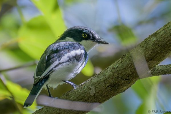 Chinspot Batis ♂ - South Africa - Jozini - 2022