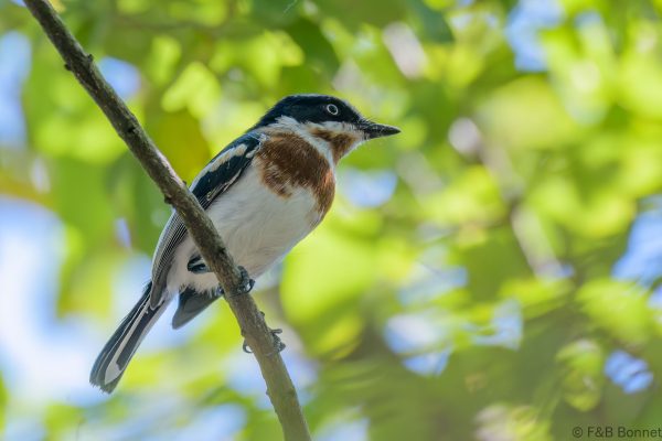 Chinspot Batis ♀ - South Africa - Jozini - 2022