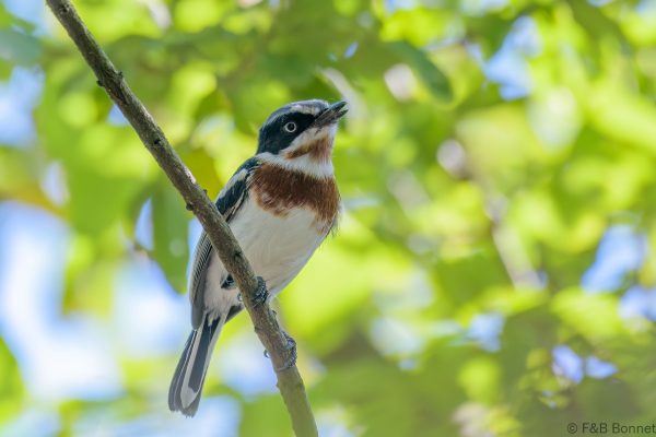 Chinspot Batis ♀ - South Africa - Jozini - 2022