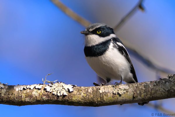 Chinspot Batis - Zimbabwe - Gosho Park - 2026