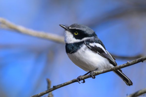Chinspot Batis - Zimbabwe - Gosho Park - 2026
