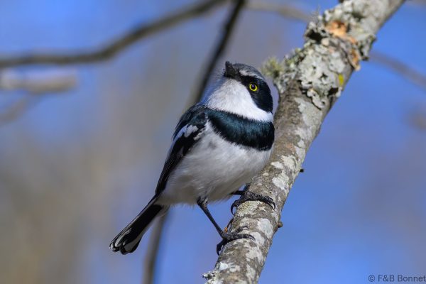Chinspot Batis - Zimbabwe - Gosho Park - 2026