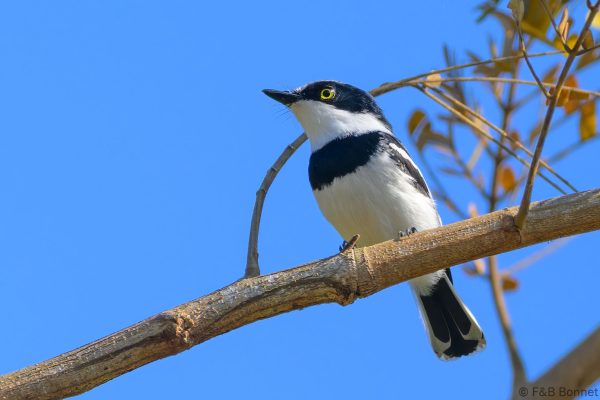 Chinspot Batis - Zimbabwe - Honde Valley - 2026
