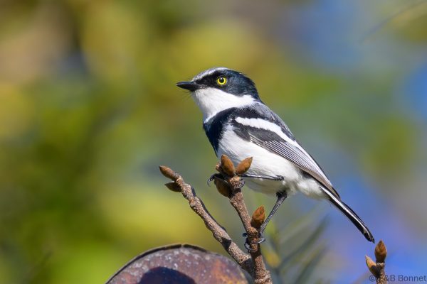 Chinspot Batis - Zimbabwe - Vumba - 2026
