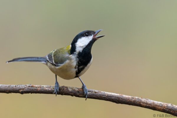 Cinereous Tit - Thailand - Doi Sanju - 2024