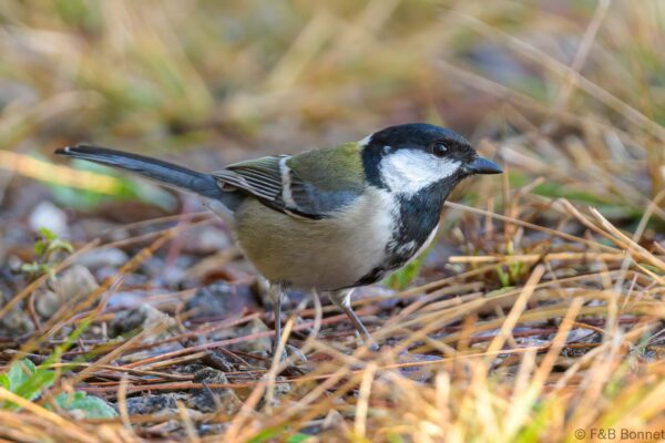 Cinereous Tit - Thailand - Doi Sanju - 2024