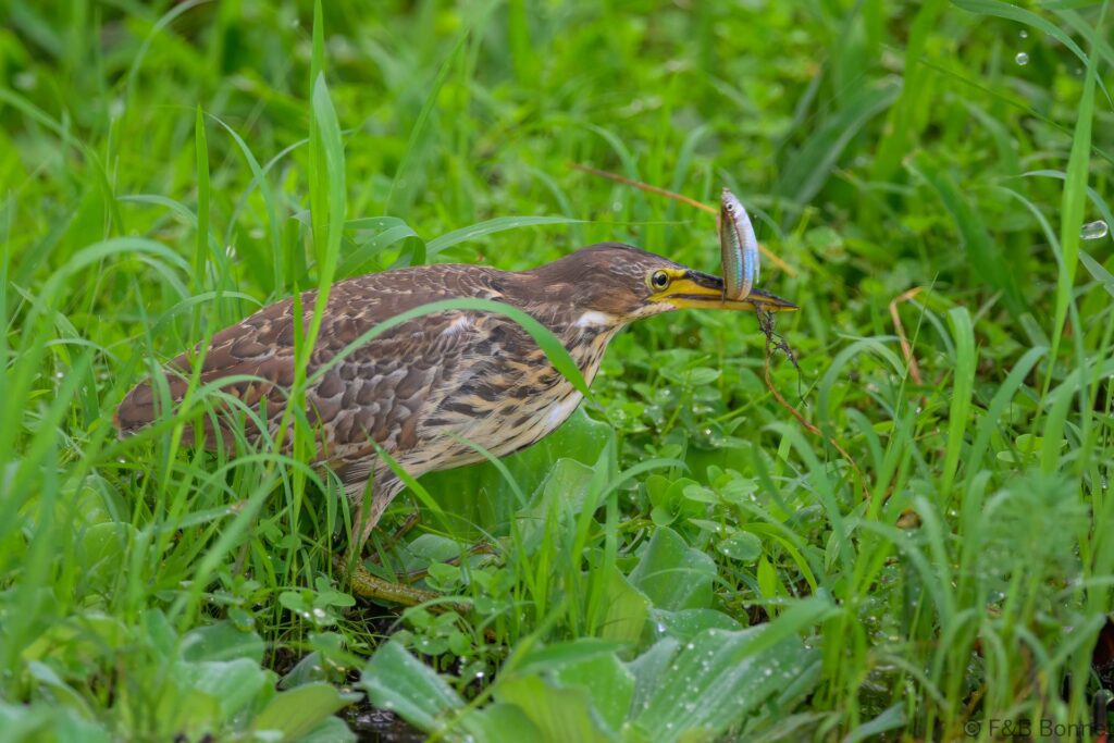 Cinnamon Bittern - Indonesia - Tomohon - 2024