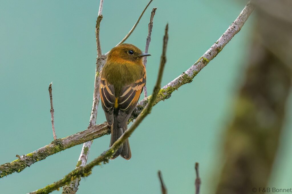 Birro chico - Ecuador - Río Quijos ecolodge - 2023