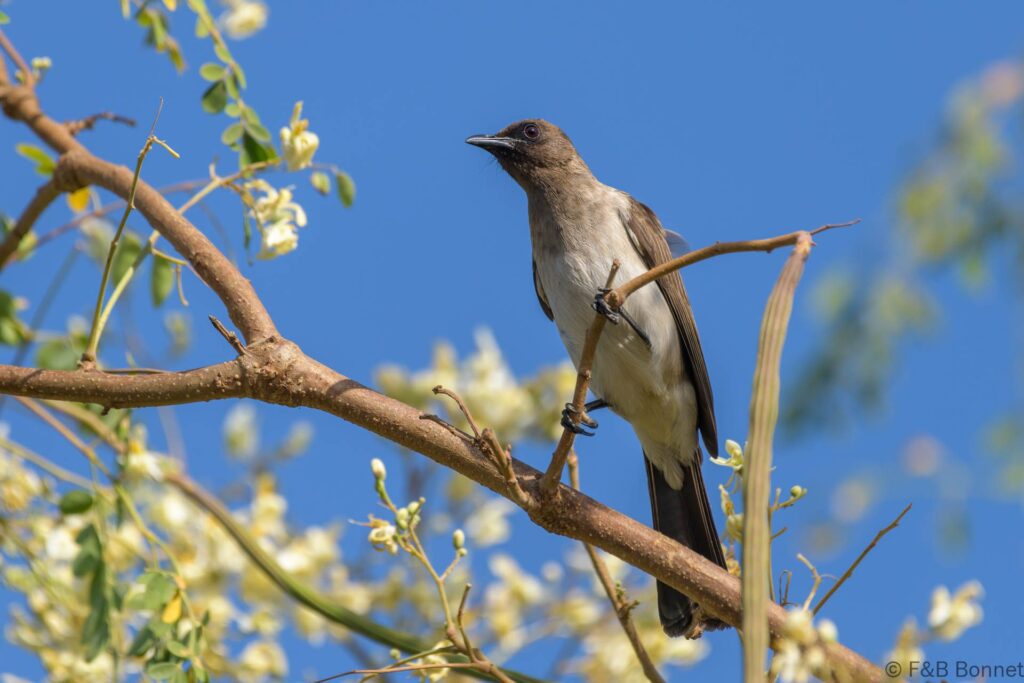 Bulbul des jardins - Senegal - Kafountine - 2023