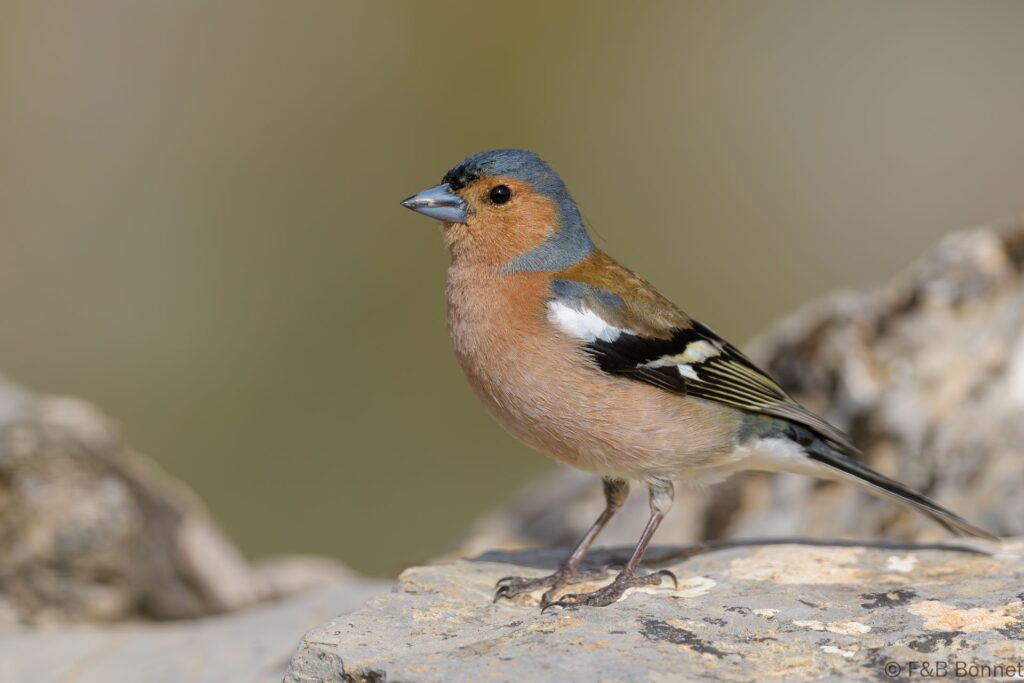 Pinzón vulgar ♂ - España - Andalucía - 2023