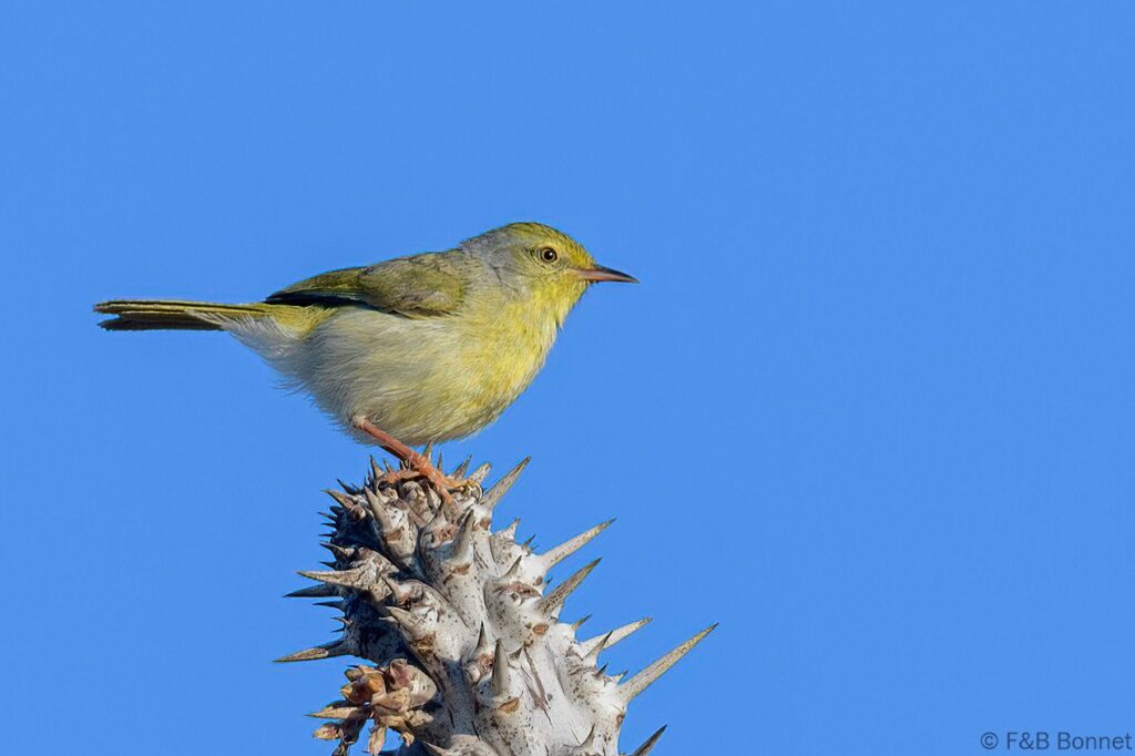 Common Jery_Madagascar-1