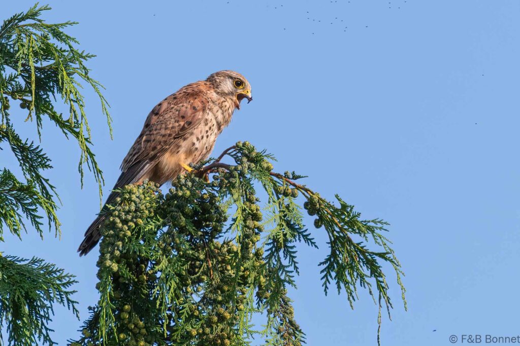 Faucon crécerelle - France - Bretagne - 2022