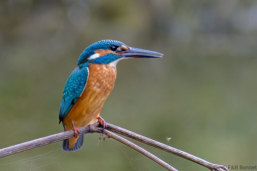 Martin-pêcheur d'Europe - France - Bretagne - 2021