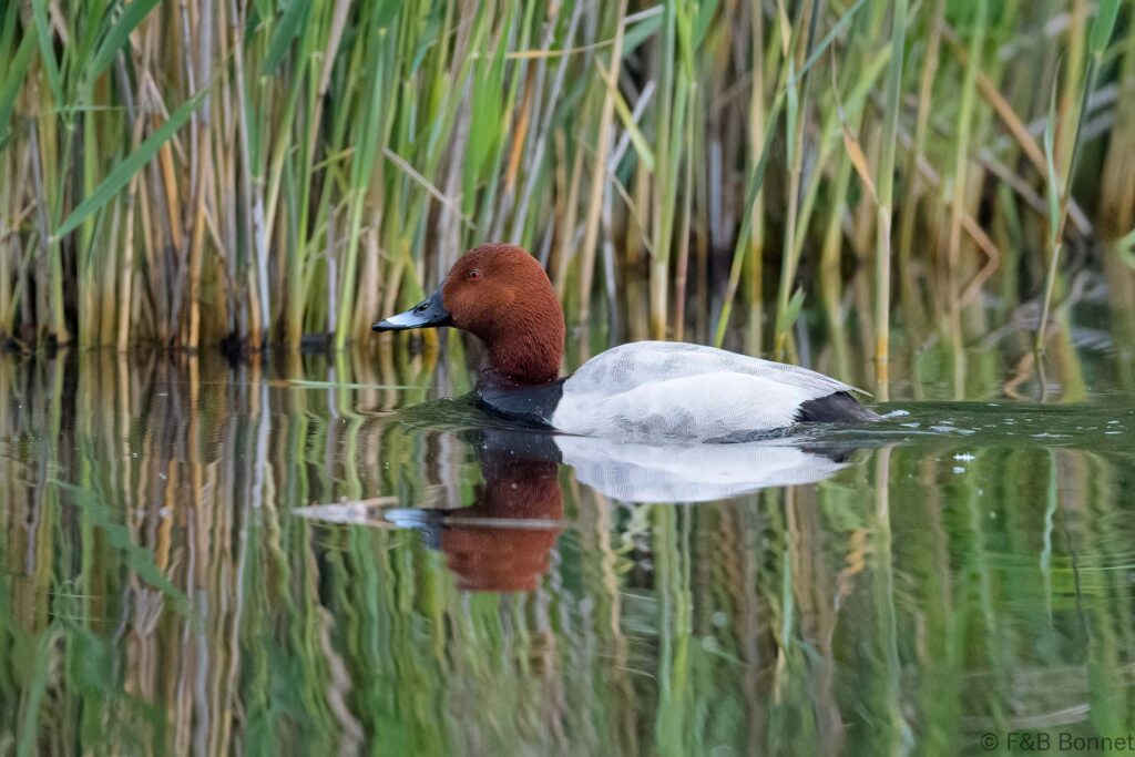 Fuligule milouin ♂ - France - Pays de la Loire - 2023