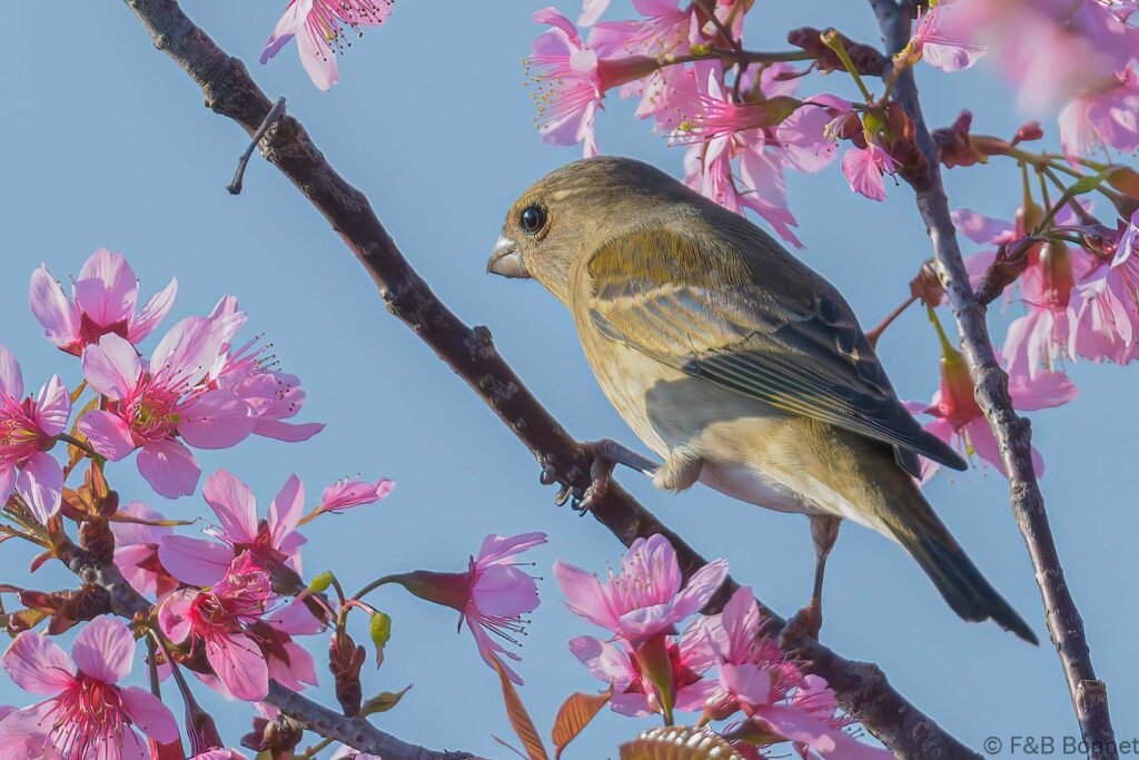 Common Rosefinch - Thailand - Doi Angkhan - 2024