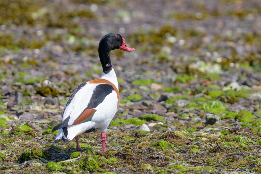 Tadorne de Belon ♂ - France - Bretagne - 2023