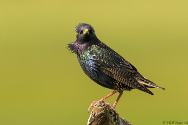 Étourneau sansonnet - France - Pays de la Loire - 2024