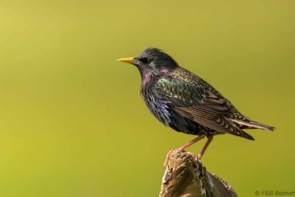 Étourneau sansonnet - France - Pays de la Loire - 2024