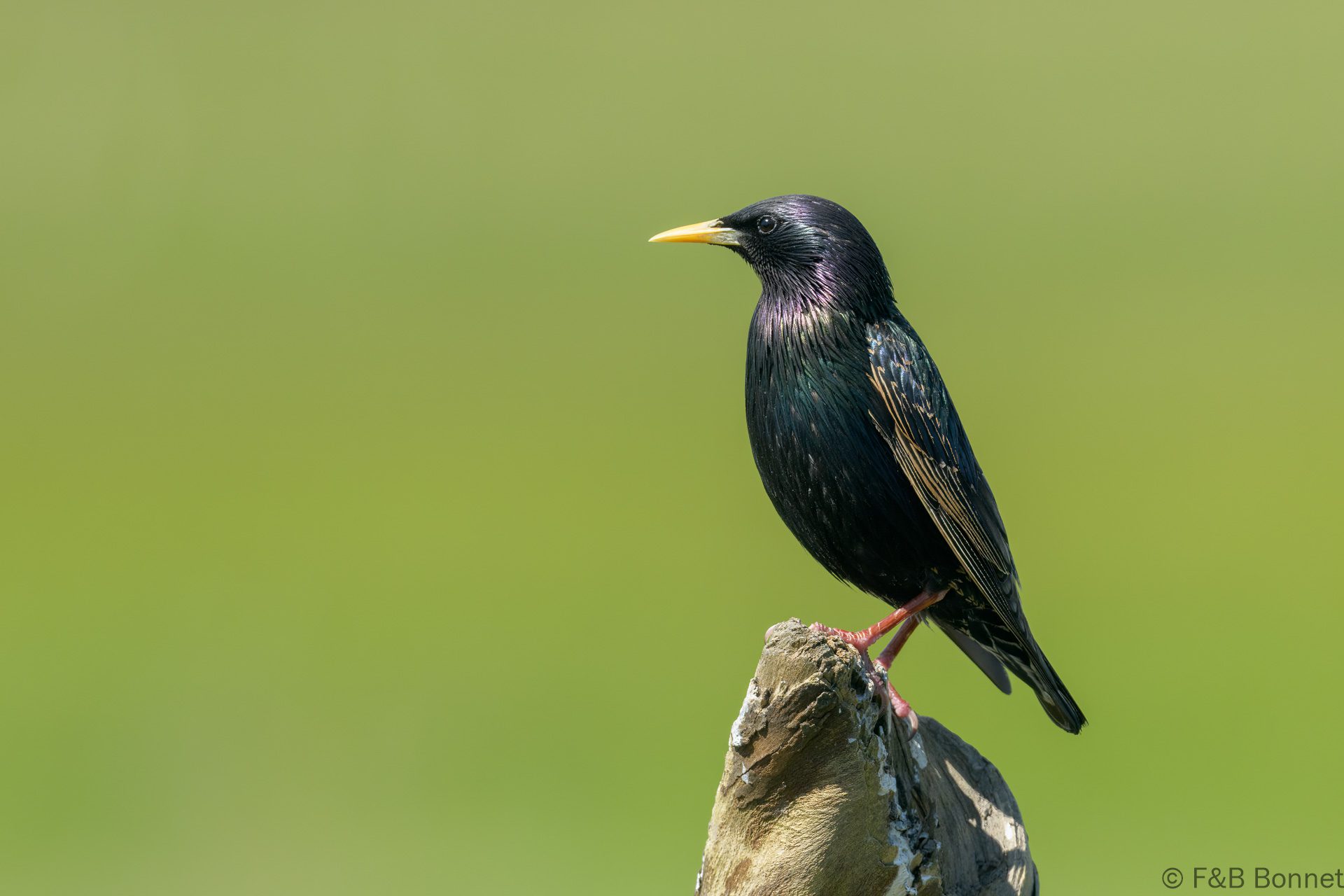 Étourneau sansonnet - France - Pays de la Loire - 2024