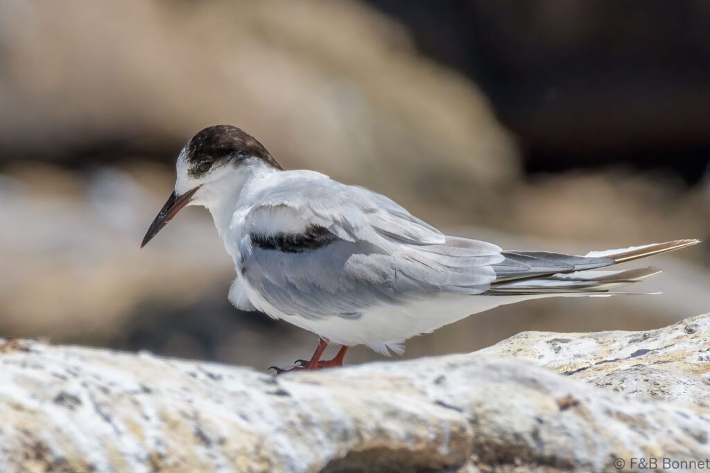 Common Tern - South Africa - Lambert's Bay - 2022