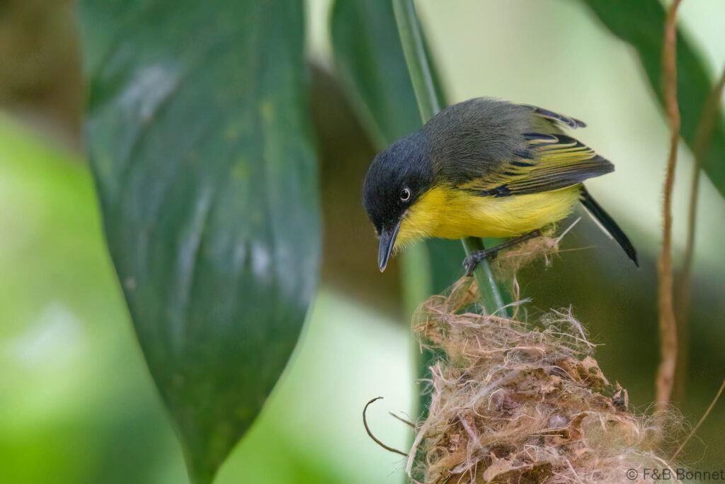 Titirijí común - Costa Rica - Orosi - 2021
