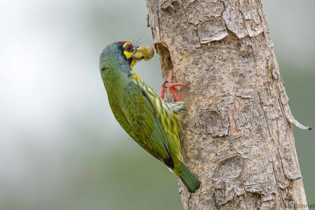 Coppersmith Barbet - Thailand - Bangkok - 2023